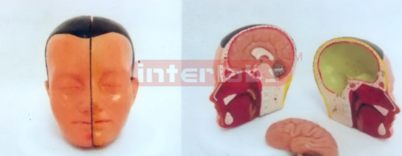 MIDDLE HEAD MODEL WITH HALF BRAIN (3PCS)